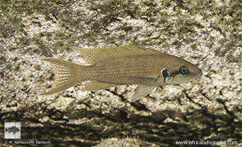 Neolamprologus brichardi 'Lupote Rocks'